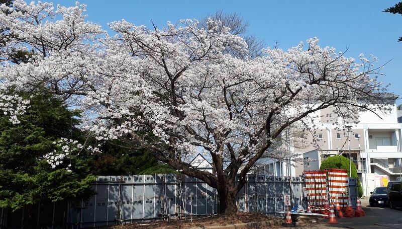 正門側(工事中)の桜