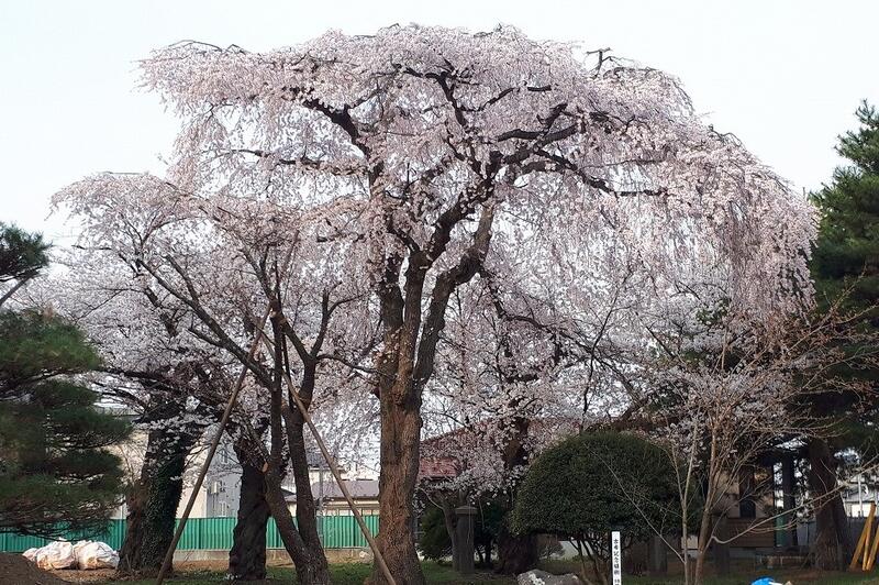 記念館前の桜