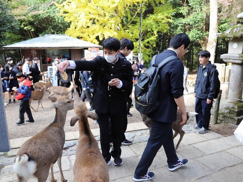 鹿が寄ってきて